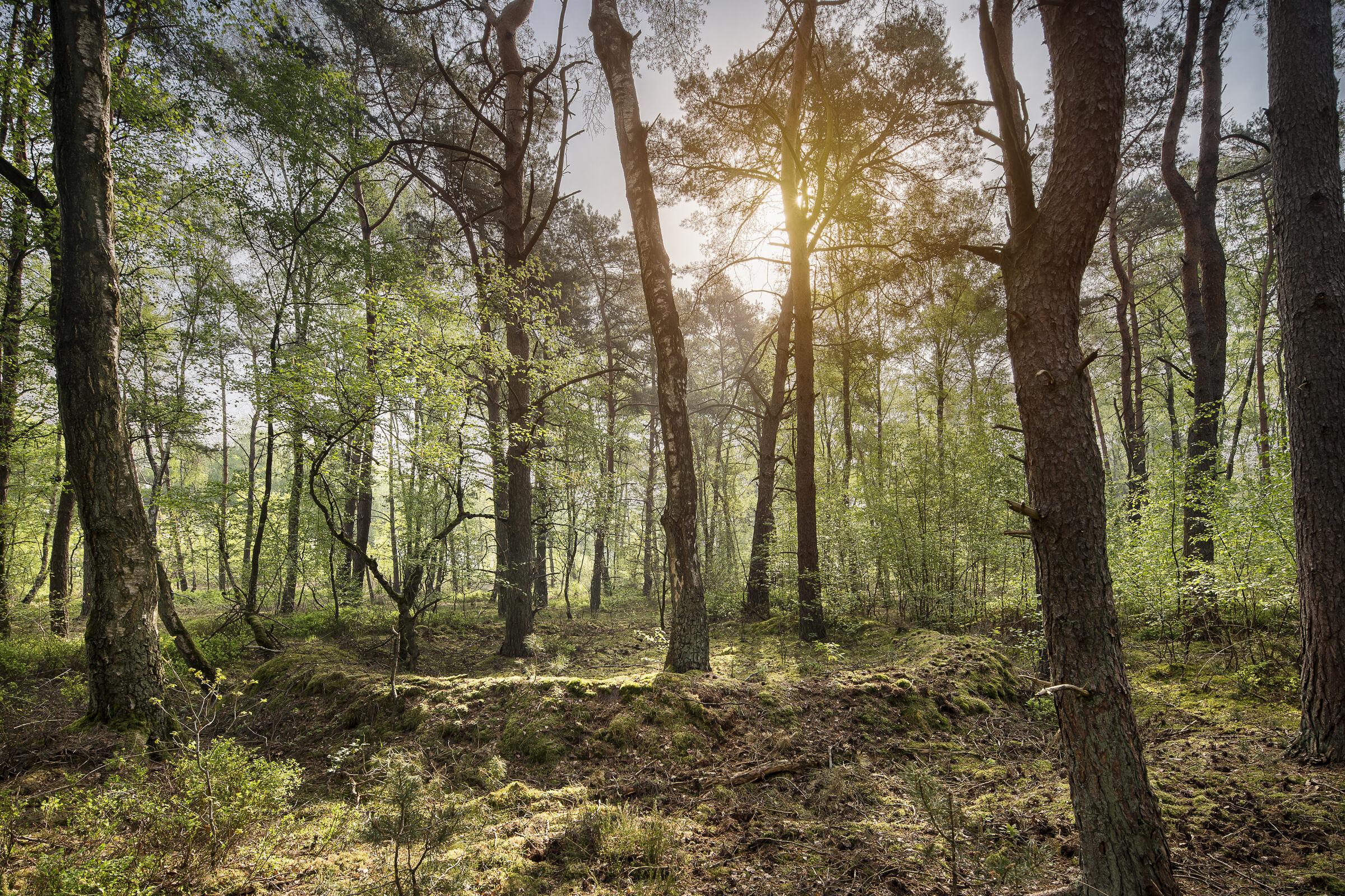 Bos in Zutendaal