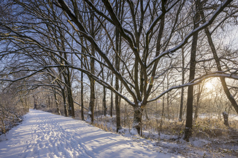 Natuurbeeld in de sneeuw
