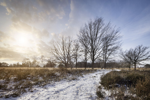 Natuurbeeld in de sneeuw