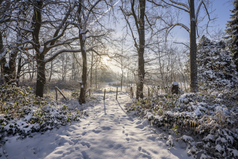 Natuurbeeld in de sneeuw